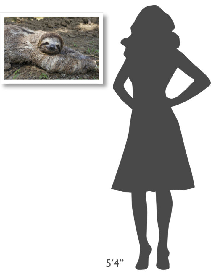 "Brown-throated 3-toed Sloth male, Aviarios Sloth Sanctuary" Paper Art, 26"x18"