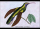 Hummingbird: Campylopterus Latipennis- Fine Art Giclee Print 24" x 36"