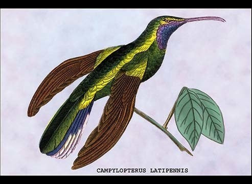 Hummingbird: Campylopterus Latipennis- Fine Art Giclee Print 24" x 36"