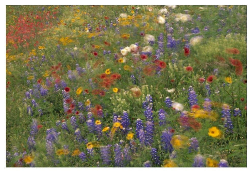 "Wildflowers blowing in the wind, Hill Country, Texas" Paper Art, 50"x34"