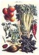 Vegetables; Beet, Hot Peppers, Celery, Tomatoes, and Peas in Pods- Paper Poster