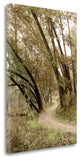 "Oak Tree - 49" By Alan Blaustein, Giclee Print on Gallery Wrap Canvas