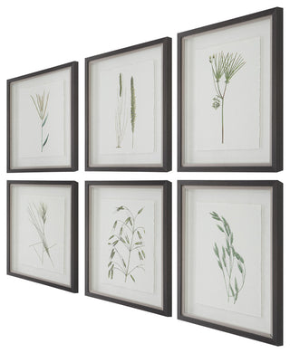 Uttermost Forest Finds Framed prints, 6-Piece Set