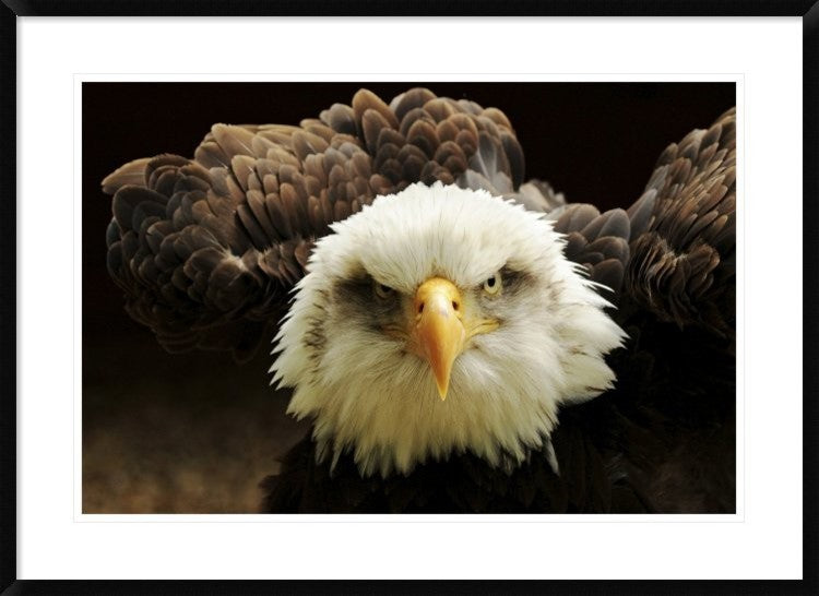 "The Judge" Framed Digital Print by Tim Kirwan, 38"x28"