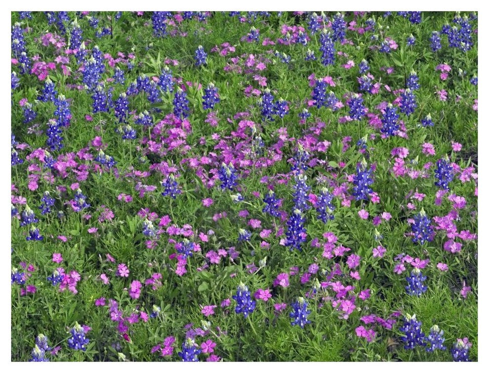 "Sand Bluebonnet and Pointed Phlox" Paper Print by Tim Fitzharris, 50"x38"