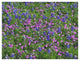 "Sand Bluebonnet and Pointed Phlox" Paper Print by Tim Fitzharris, 50"x38"