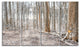 Dense Forest in the Winter Photography, Forest Canvas Art, 48"x28", 4 Panels
