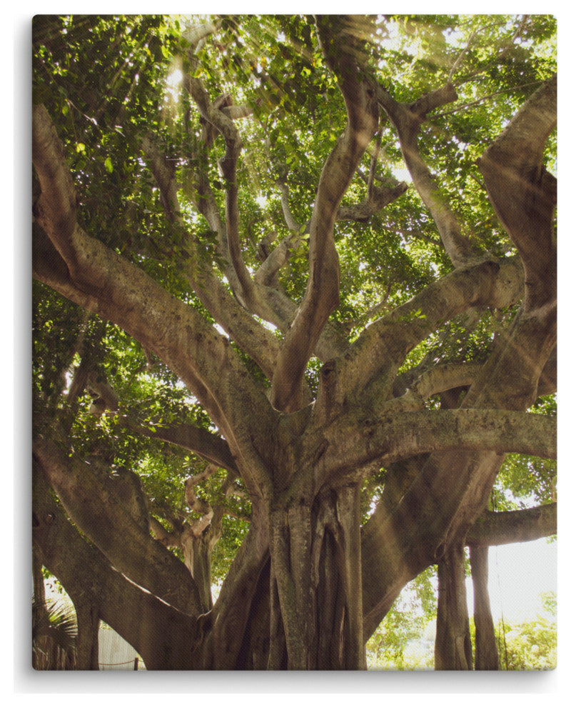 Banyan Tree With Glory Rays of Sunlight Botanical Photo Canvas Print, 16" X 20"