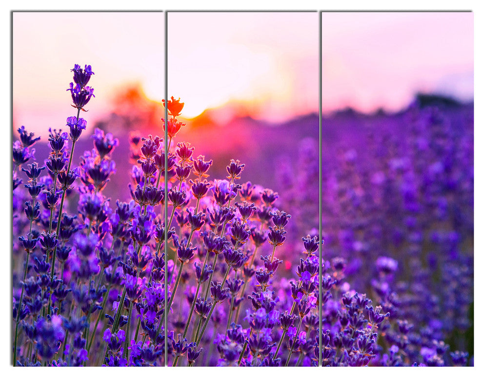 Summer Sunset over Lavender Field, Floral Triptych Canvas Print, 36x28, 3 Panels