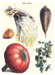 Vegetables; Peas, Melon, Brussel Sprouts, Gourb - Canvas Poster 20" x 30"