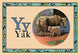 Yak- Gallery Wrapped Canvas Art 28" x 42"