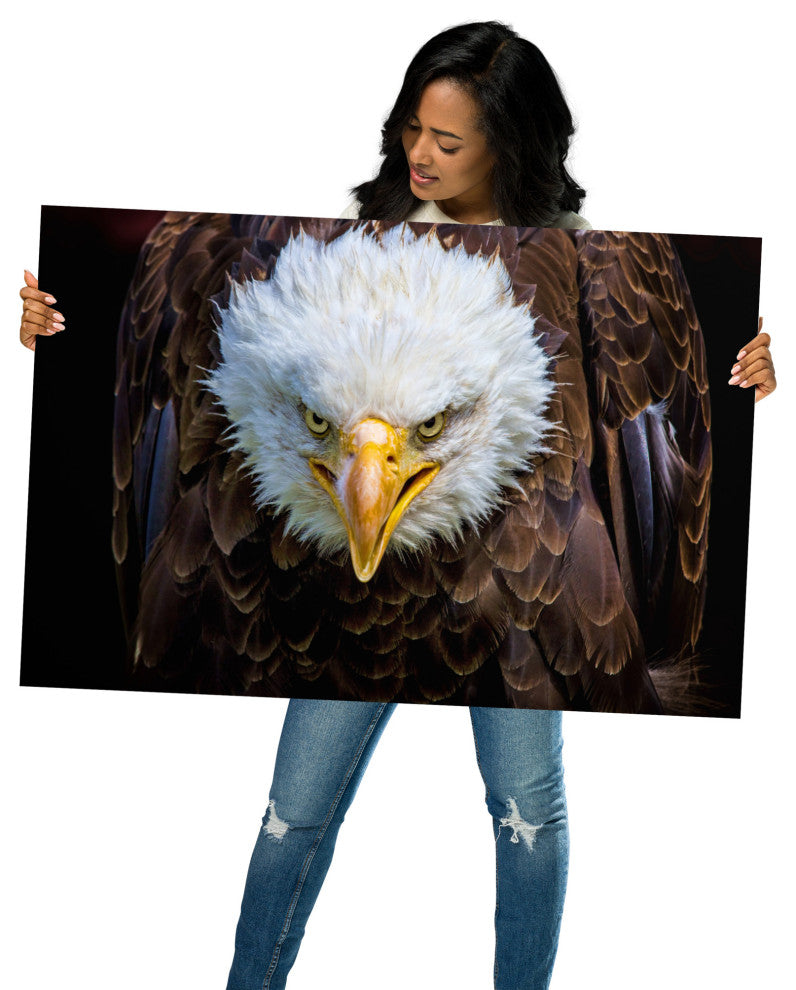 Bald Eagle Portrait Close-up Loose Wall Art Print, 24" X 36"