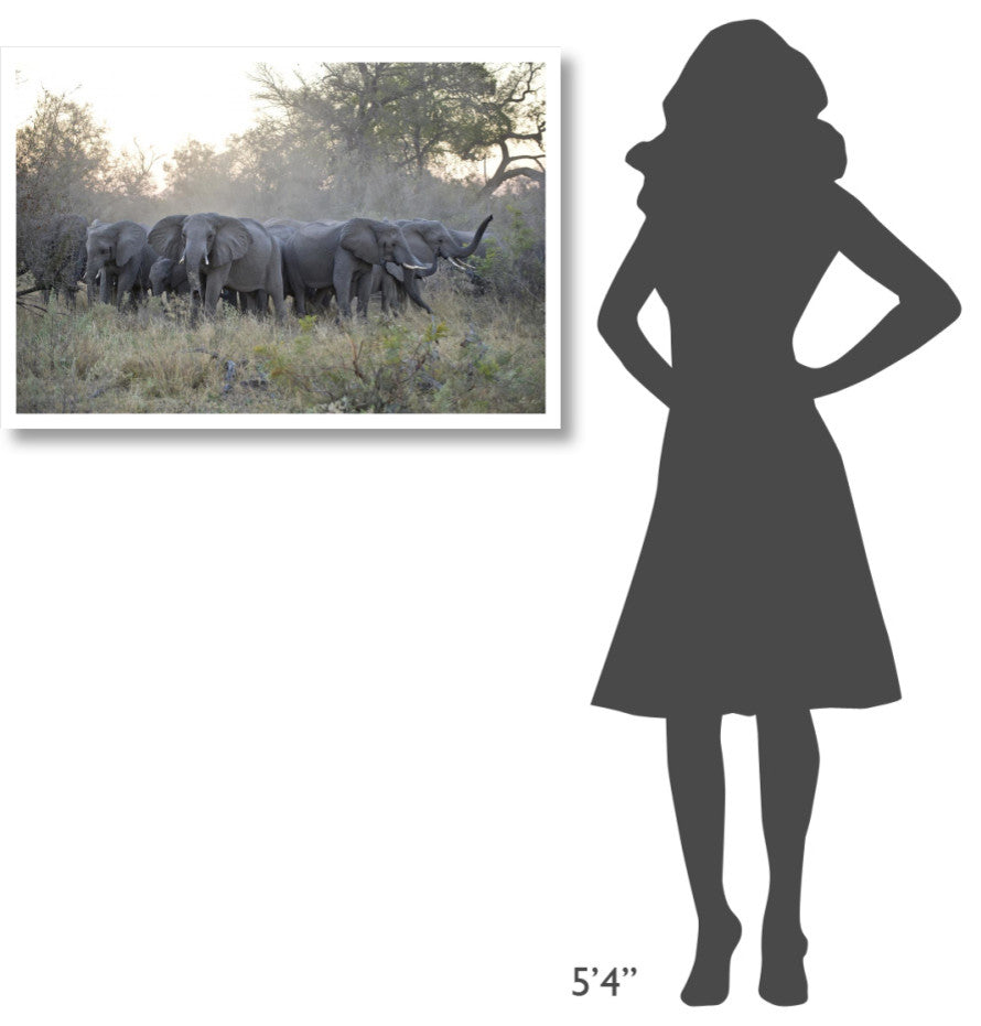 "African Elephant upset herd gathering, Okavango Delta" Paper Art, 38"x26"