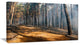 Fire in Forest with Flame and Smoke, Modern Forest Canvas Art, 32"x16"