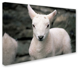 "Lamb" by Robert Harding Picture Library, Canvas Art, 22"x32"