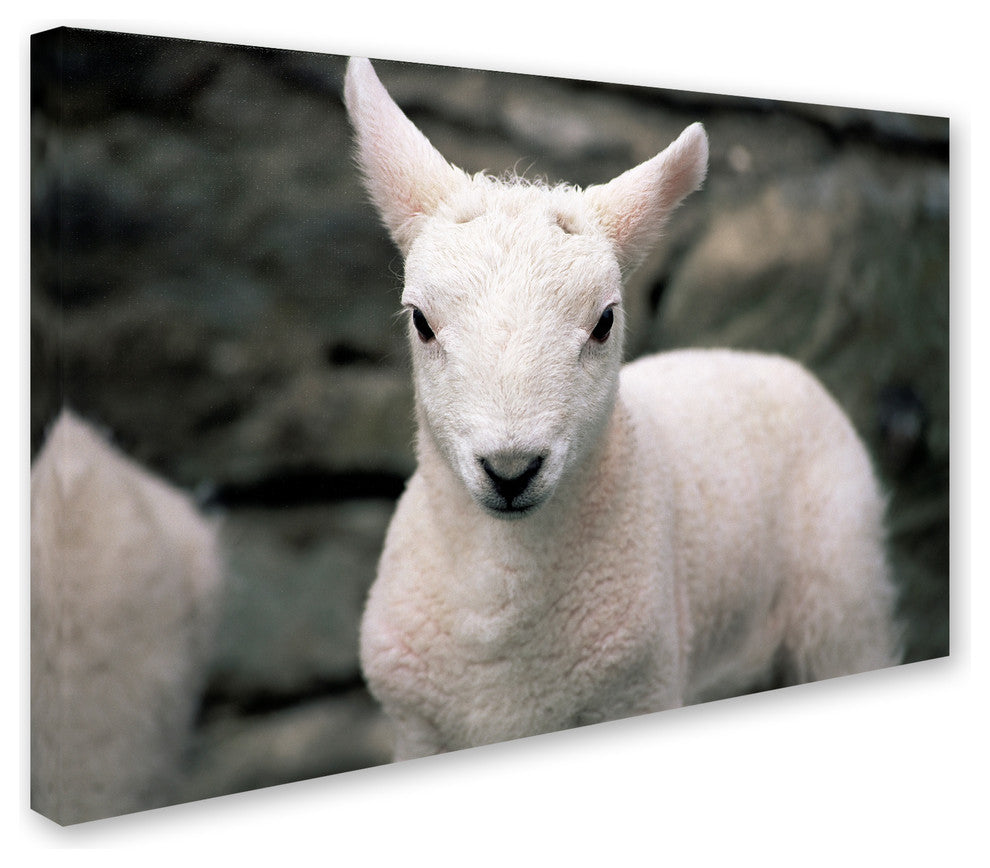 "Lamb" by Robert Harding Picture Library, Canvas Art, 22"x32"