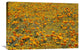 "California Poppies And Golden Yarrow California" Artwork, 30" x 20"