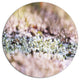Little White And Pink Flowers, Flower Round Wall Art, 11"