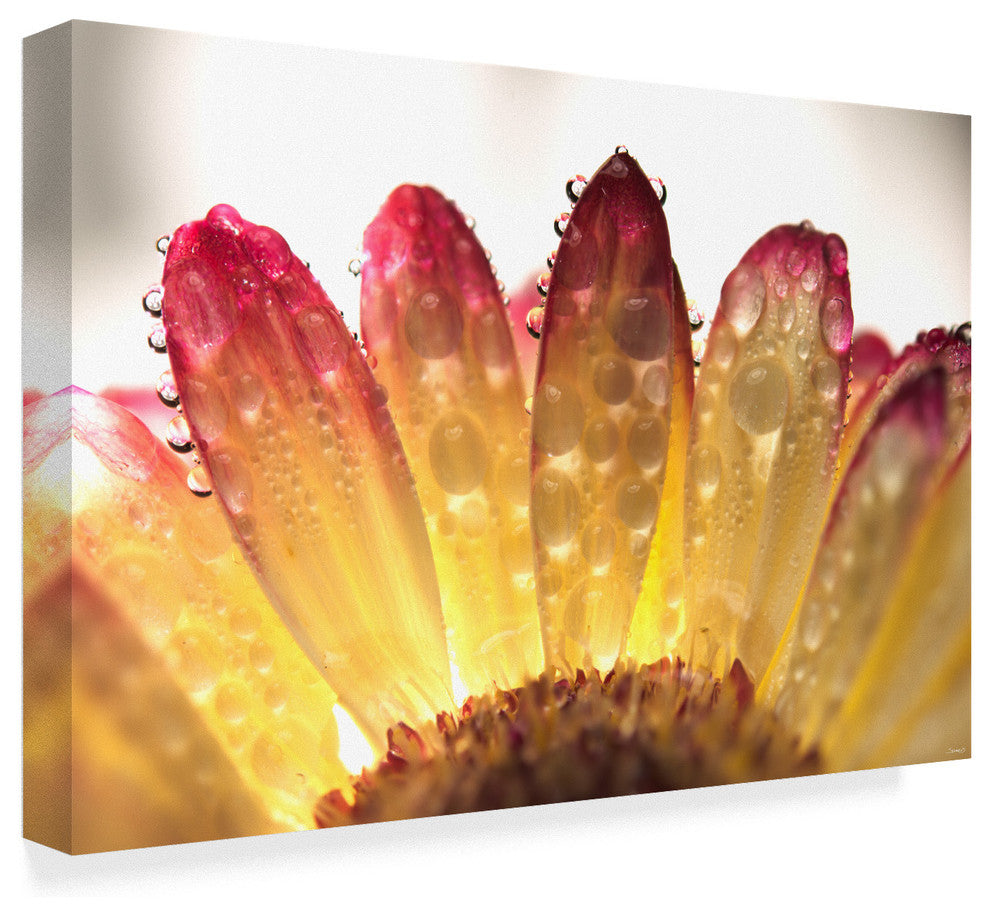 Gordon Semmens 'Gerbera Daisy And Water' Canvas Art, 32"x22"