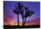 "Joshua Trees Near Quail Springs, Joshua Tree National Park, California" Artwork