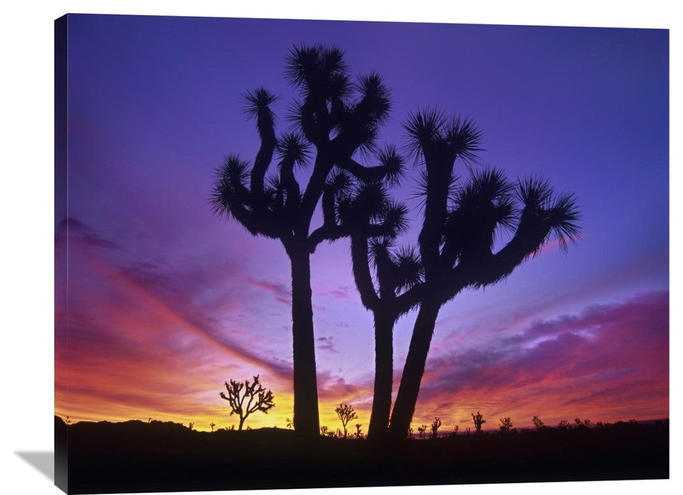 "Joshua Trees Near Quail Springs, Joshua Tree National Park, California" Artwork