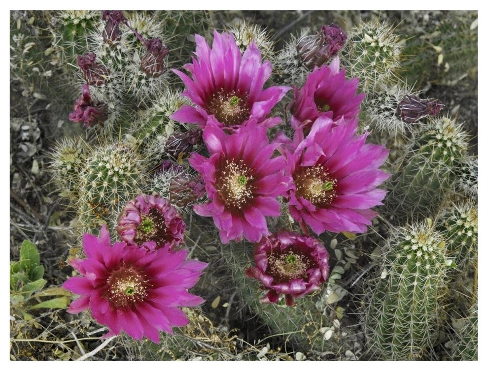 "Hedgehog Cactus flowering, Arizona" Paper Print by Tim Fitzharris, 42"x32"