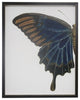 Split Blue And Brown Butterfly, Copper and Black Shadowbox, Left
