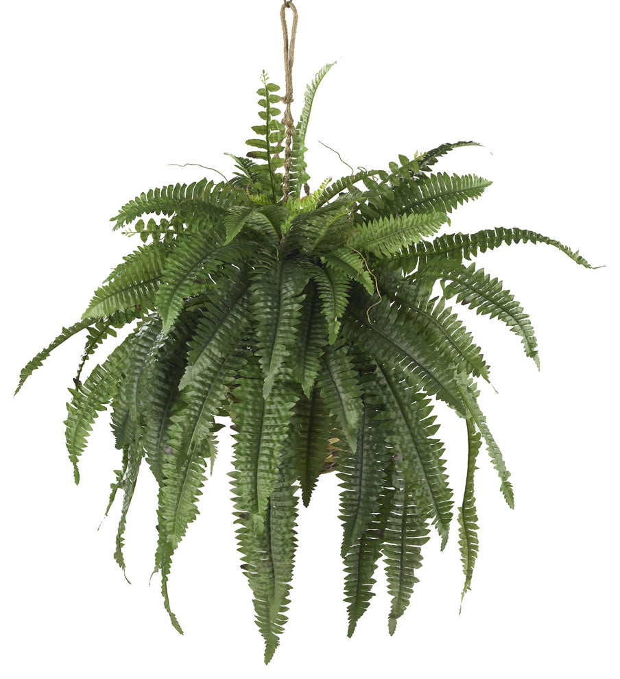 Large Boston Fern Hanging Basket