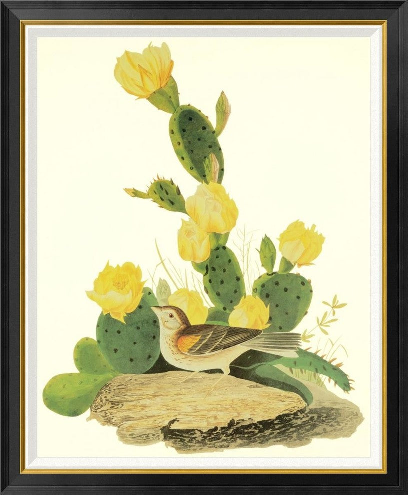 "Grass Finch Or Bay-Winged Bunting"  by John James Audubon, 34x41"