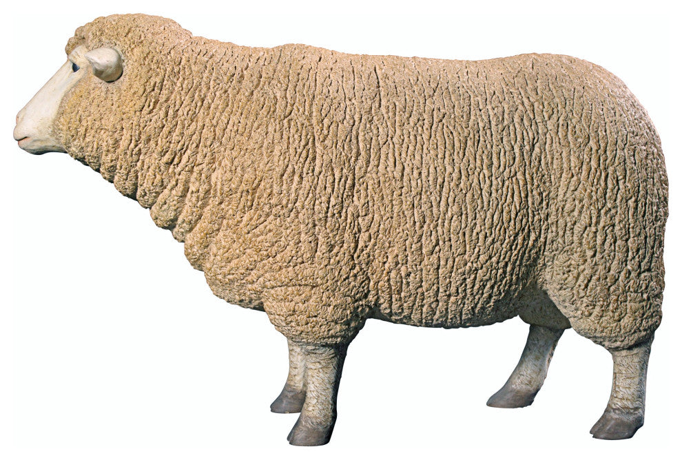 Merino Ewe With Head Up