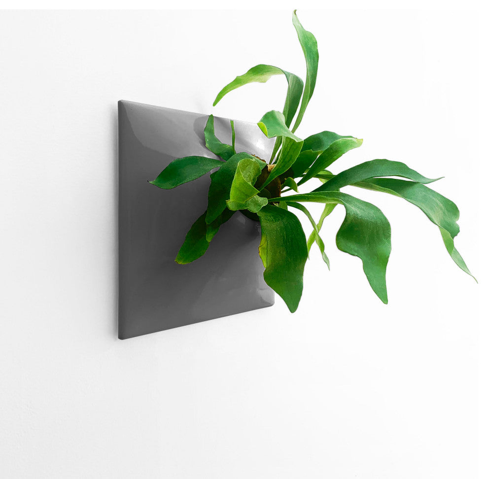 Modern Wall Planter, Node 12", Large, Ceramic, Dark Gray