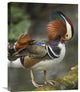 "Mandarin Duck Male Preening, Jurong Bird Park, Singapore" Artwork, 18" x 24"