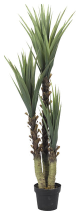 61" Yucca Tree