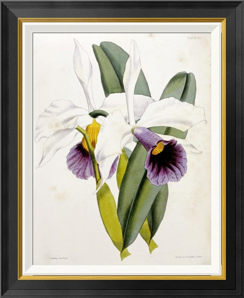 "Lily" Framed Canvas Giclee by William Curtis, 23x28"