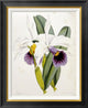 "Lily" Framed Canvas Giclee by William Curtis, 23x28"