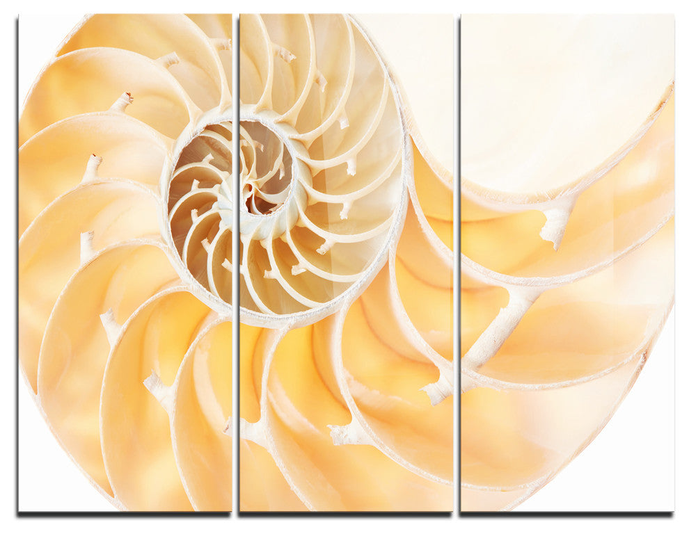 "Light Brown Nautilus Shell" Metal Wall Art, 3 Panels, 36"x28"