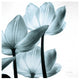 "Translucent Tulips III Sq Aqua" Paper Print by Debra Van Swearingen, 26"x26"