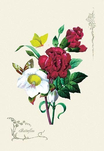 Butterflies - Fine Art Giclee Print 24" x 36"