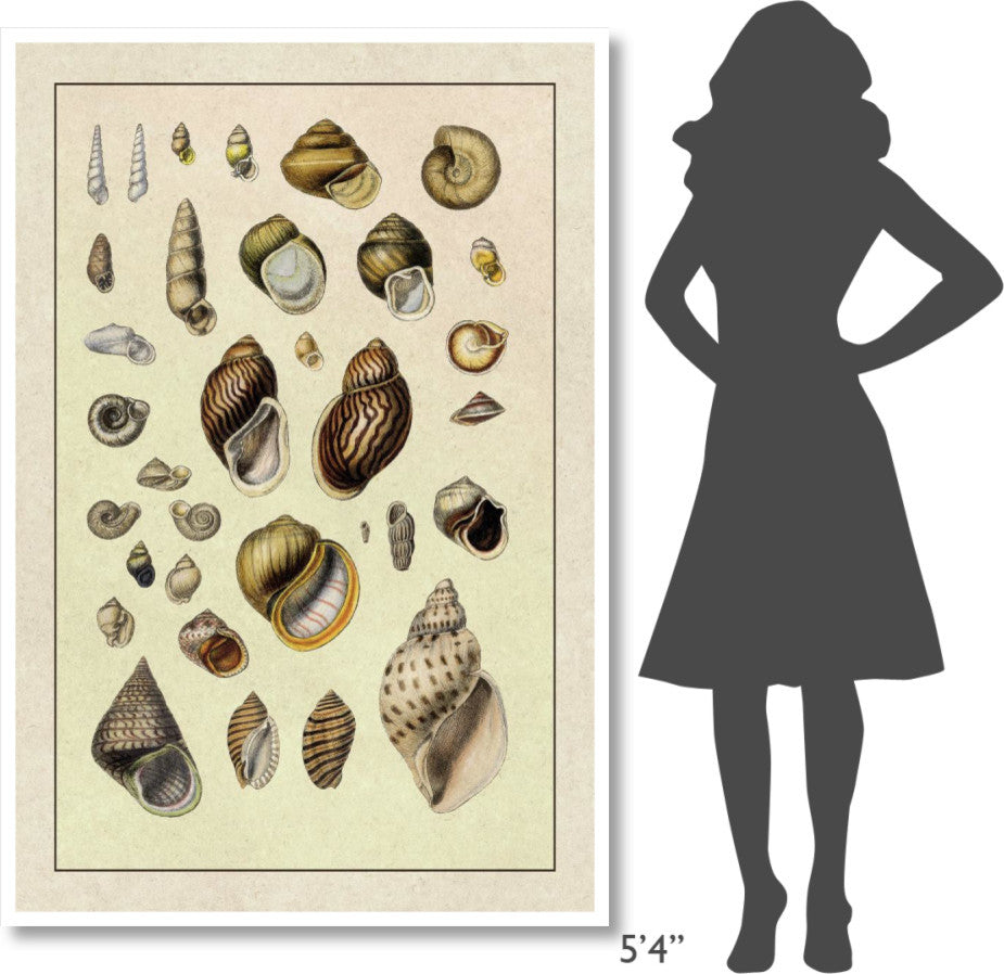 "Shells: Sessile Cirripedes #2" Digital Paper Print by G.B. Sowerby, 42"x62"