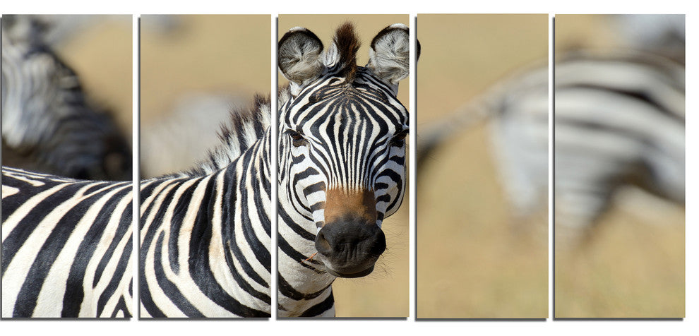 African Zebra Close Up View, African Canvas Art Print, 60"x28", 5 Panels