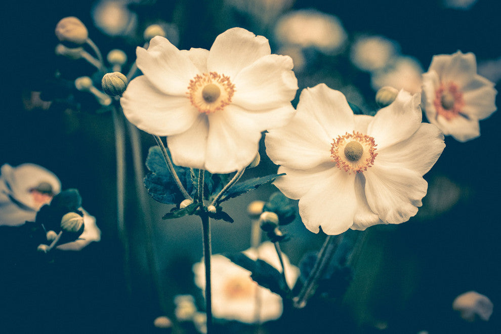 Dogwood Fine Art Giant Canvas Print 72"X48"