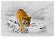 "The King Tiger" by Ata Alishahi, Canvas Art, 12"x19"