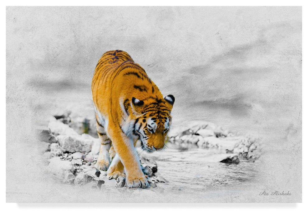 "The King Tiger" by Ata Alishahi, Canvas Art, 12"x19"
