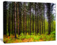 Pine Trees in Michaux Forest, Modern Forest Canvas Art, 40"x30"