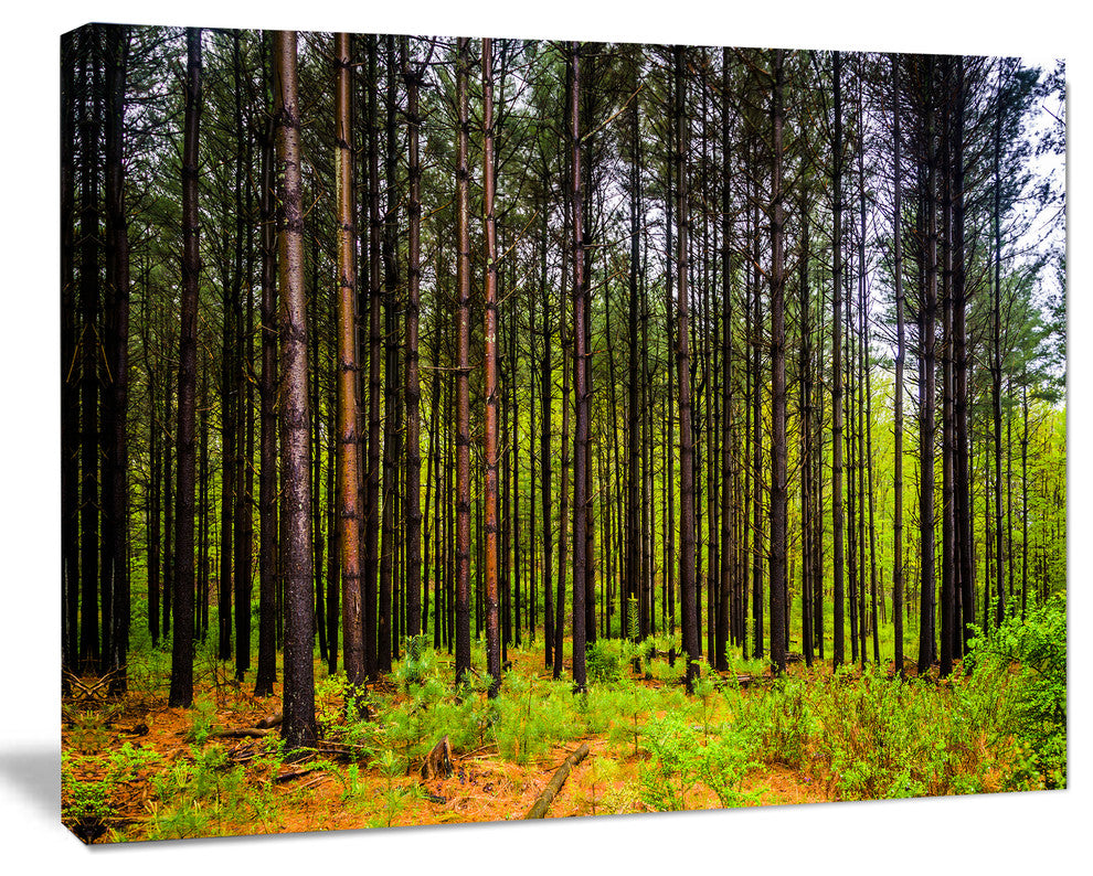 Pine Trees in Michaux Forest, Modern Forest Canvas Art, 40"x30"