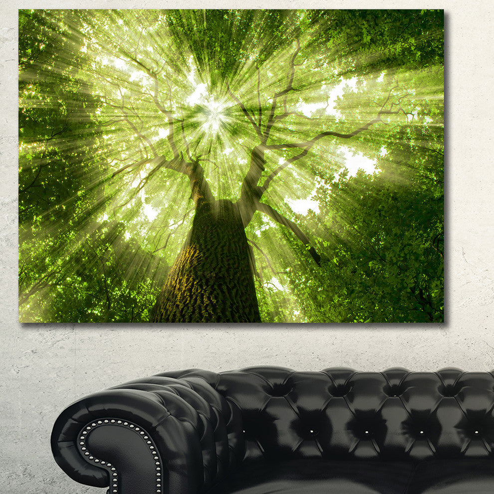 Sunlight Peeking through Green Tree, Landscape Canvas Art Print, 40"x30"