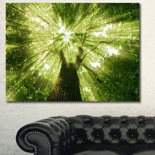 Sunlight Peeking through Green Tree, Landscape Canvas Art Print, 40"x30"