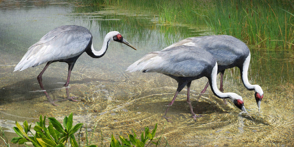 "White Naped Cranes" Painting Print on Canvas by Chris Vest