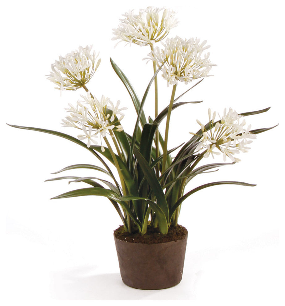 Agapanthus Drop-In, 29"