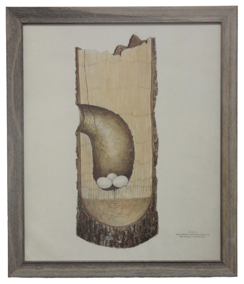 Nest With Eggs, Tree Plate XLIV, Barnwood Frame